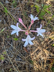 Rhododendron atlanticum