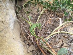 Chamaeleo chamaeleon chamaeleon