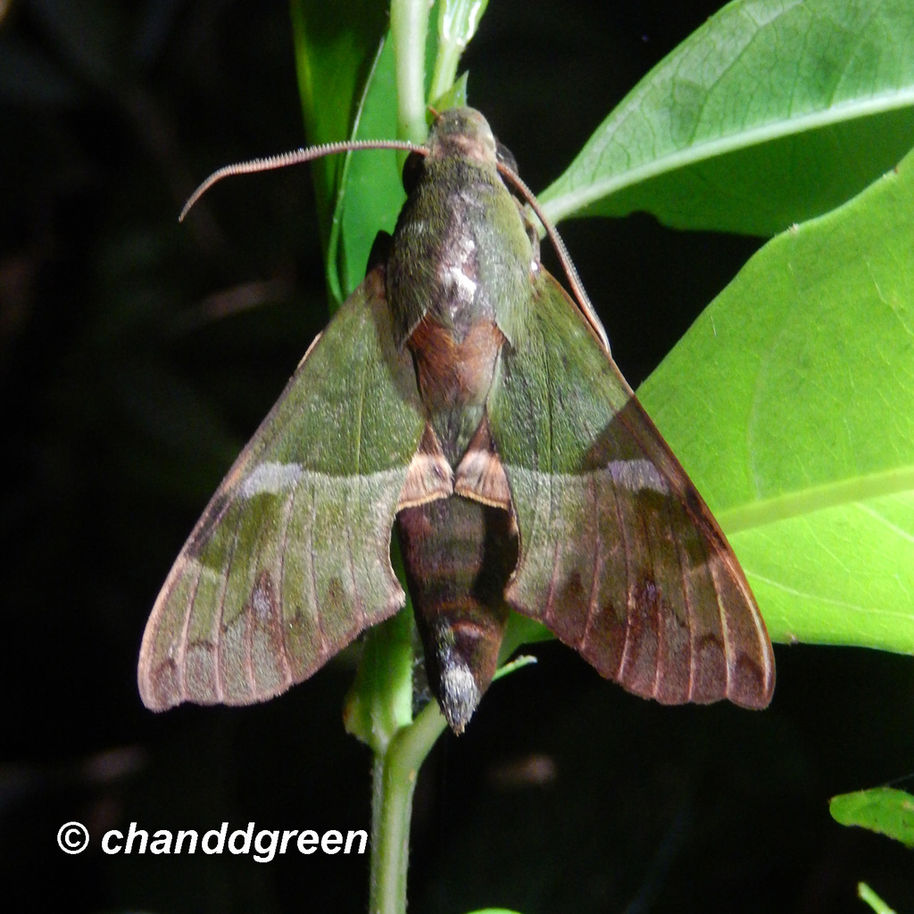 Angonyx testacea
