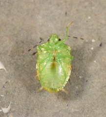 Chinavia marginata