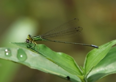Pseudagrion gigas