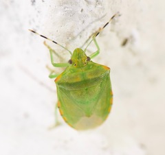 Chinavia marginata