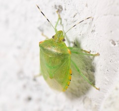 Chinavia marginata