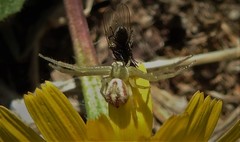 Mecaphesa californica