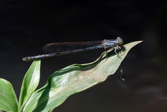 Pseudagrion gigas