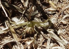 Mecaphesa californica