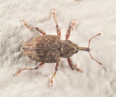 Conotrachelus seniculus