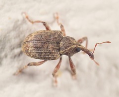 Conotrachelus seniculus