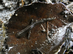 Erpobdellidae