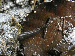 Erpobdellidae