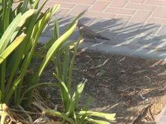 Streptopelia senegalensis