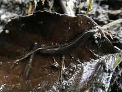Erpobdellidae