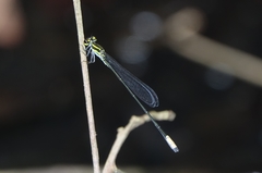 Pseudagrion melanicterum
