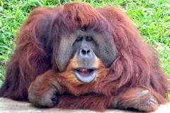 Pongo abelii