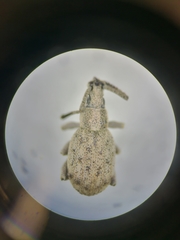 Peritelini