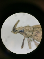 Peritelini