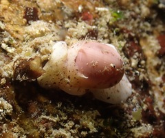 Cryptonatica aleutica