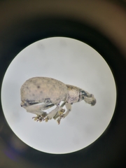 Peritelini