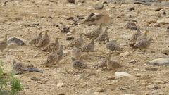 Pterocles coronatus