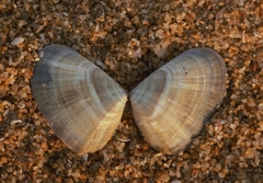 Latona cuneata