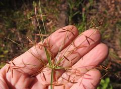 Cyperus tenuispica