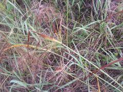 Cyperus fastigiatus