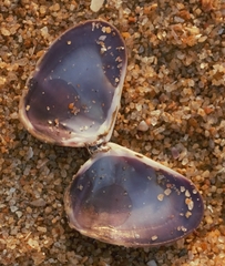 Latona cuneata