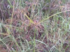 Cyperus fastigiatus