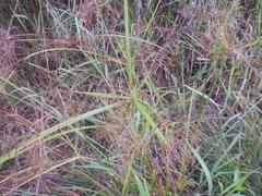 Cyperus fastigiatus