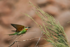 Merops superciliosus