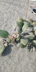 Abronia umbellata breviflora