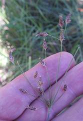 Fimbristylis dichotoma dichotoma
