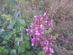 Pseudarthria hookeri hookeri