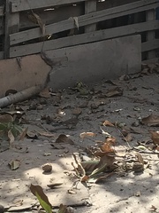 Zonotrichia capensis