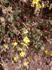 Helianthemum oelandicum