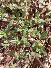 Helianthemum oelandicum