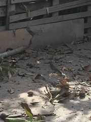 Zonotrichia capensis