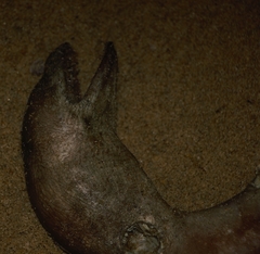Strophidon tetraporus