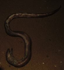 Strophidon tetraporus