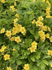 Waldsteinia