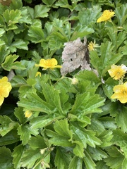 Waldsteinia