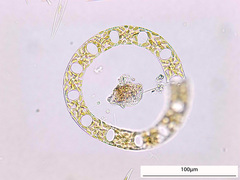 Eucampia