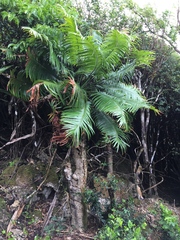 Cycas micronesica