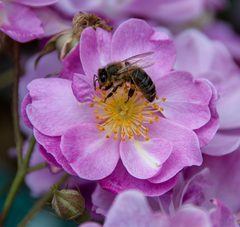 Apis mellifera