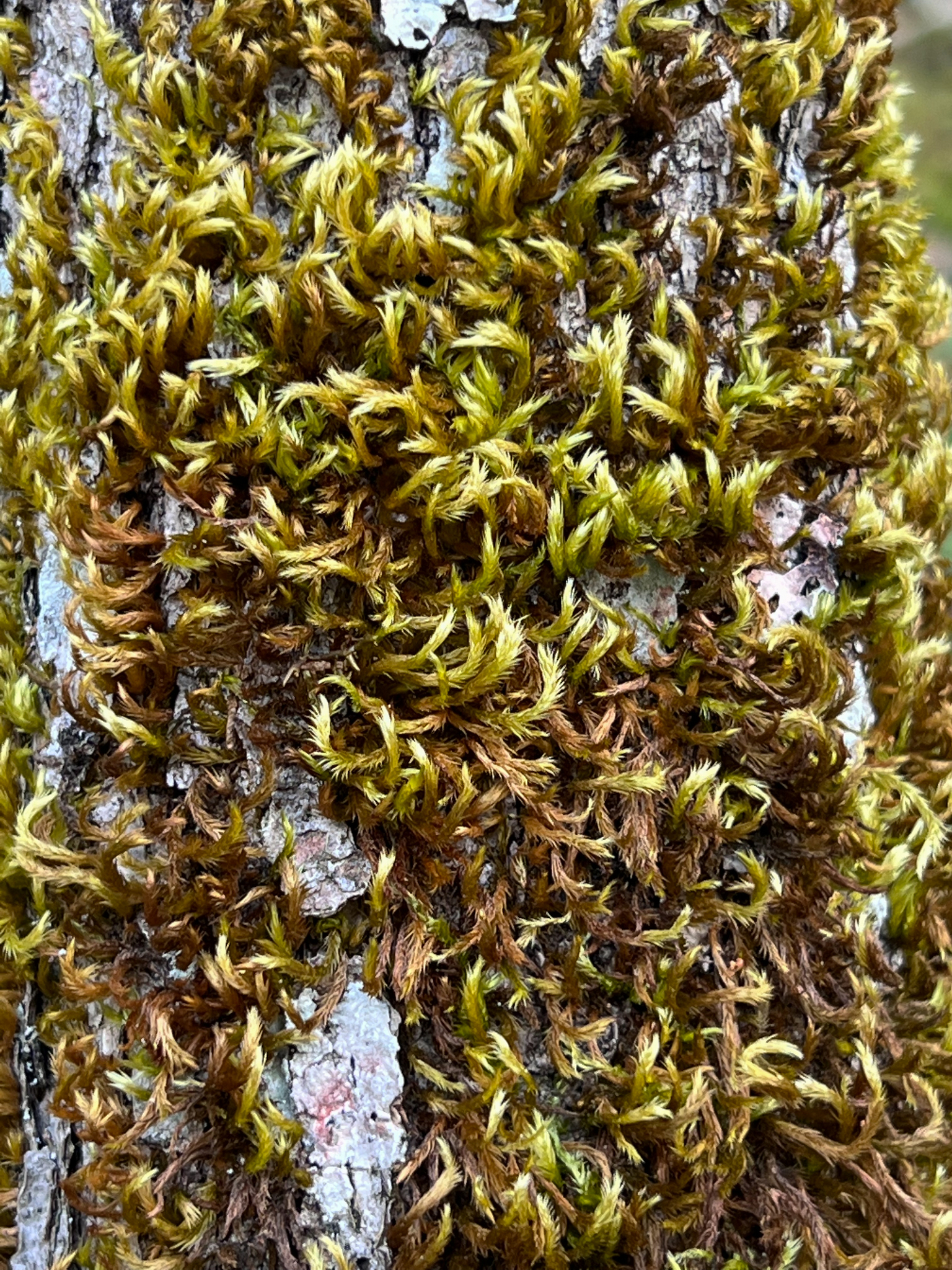 Homalothecium fulgescens