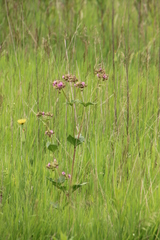 Mirabilis nyctaginea
