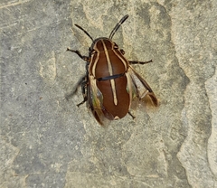 Agonosoma flavolineatum