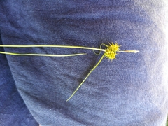 Carex flava
