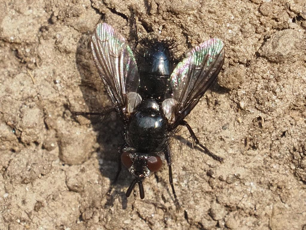 Wagneria cunctans