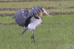 Leptoptilos javanicus